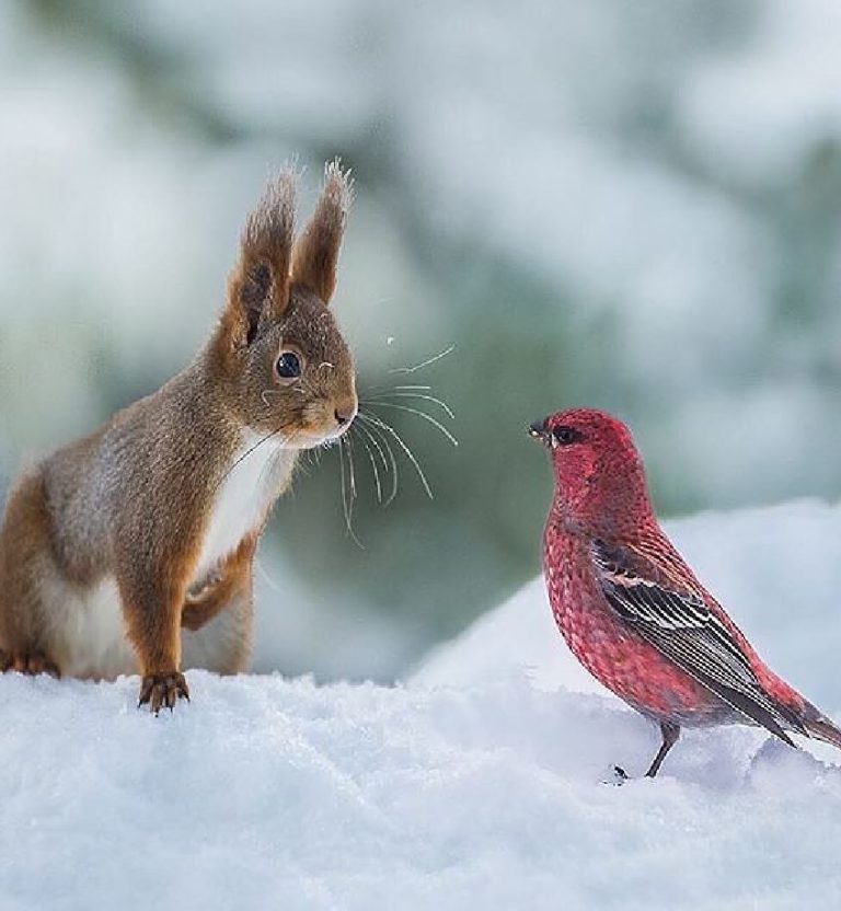 The 100 Cutest Animals Of All Time List Inspire